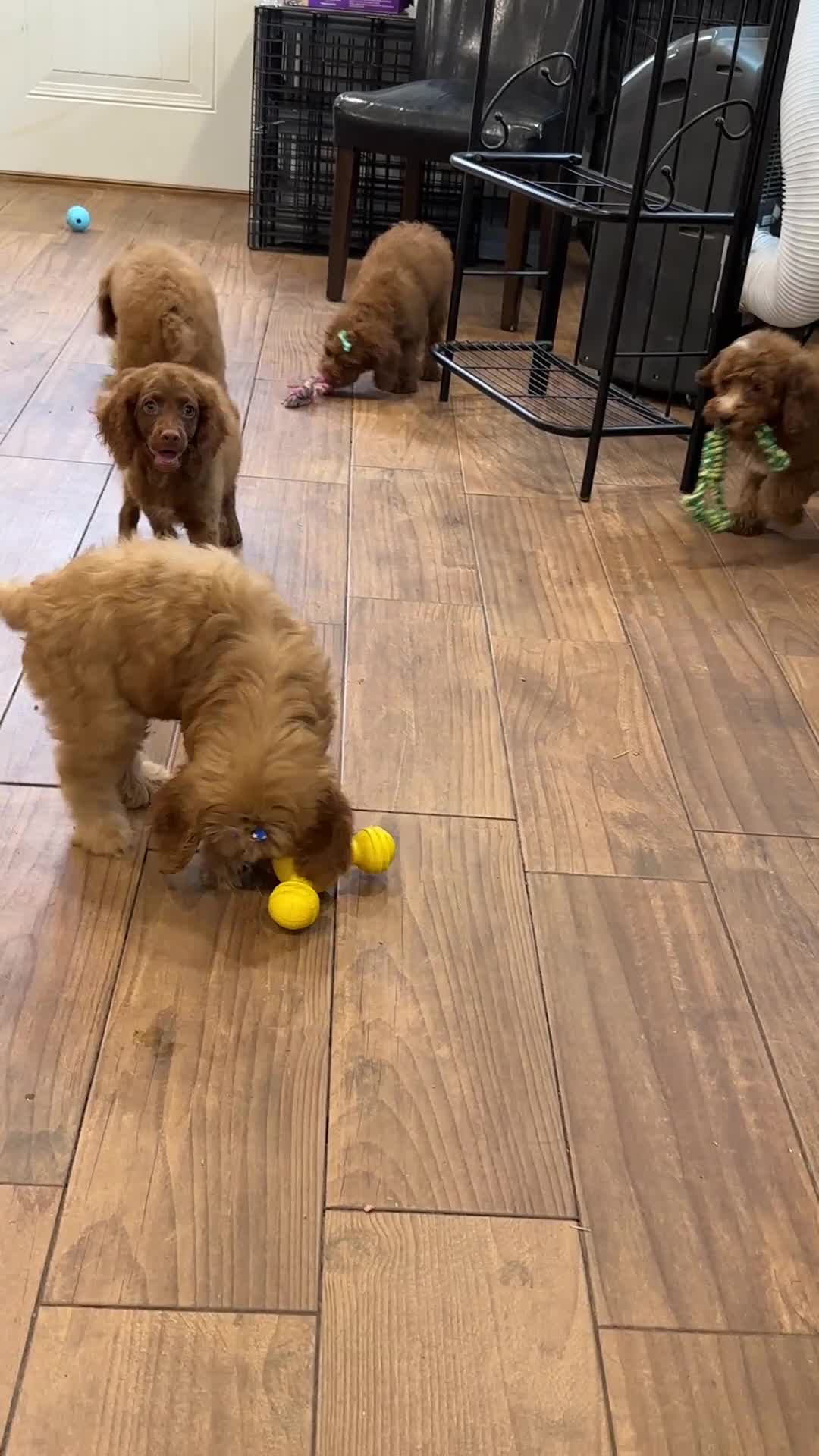 Cockapoo dogs for sale: Hershey - Video 1