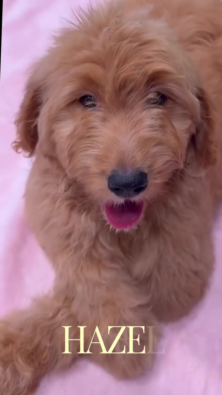 Goldendoodle dogs for sale: Hazel  - Video 1