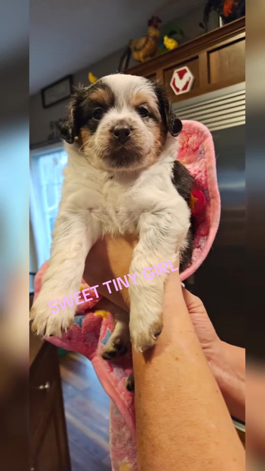 Miniature Australian Shepherd dogs for sale: Miniature Australian Shepherd Puppy 3 - Video 1