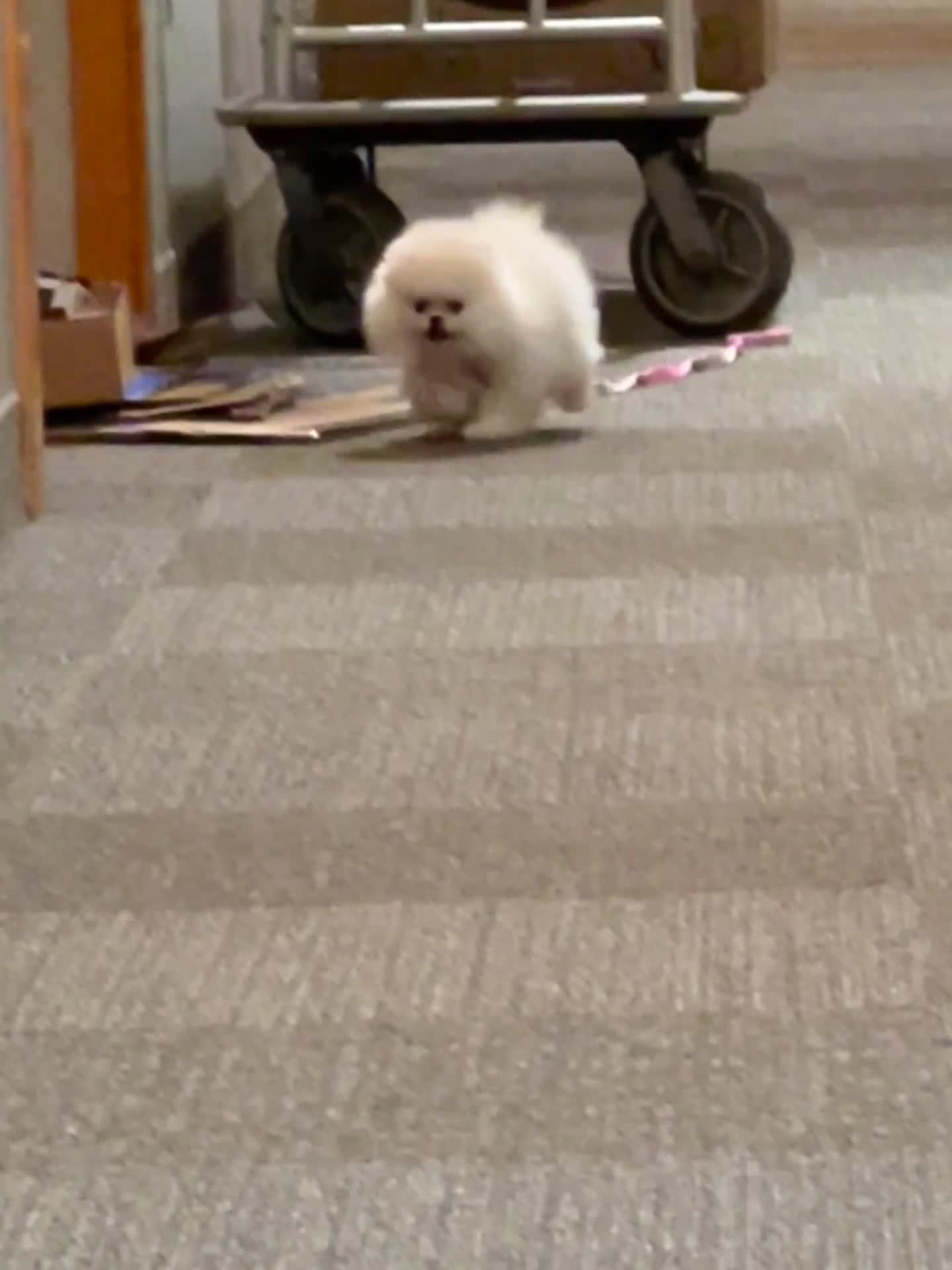 Pomeranian dogs for sale: Pomeranian 1 - Video 1
