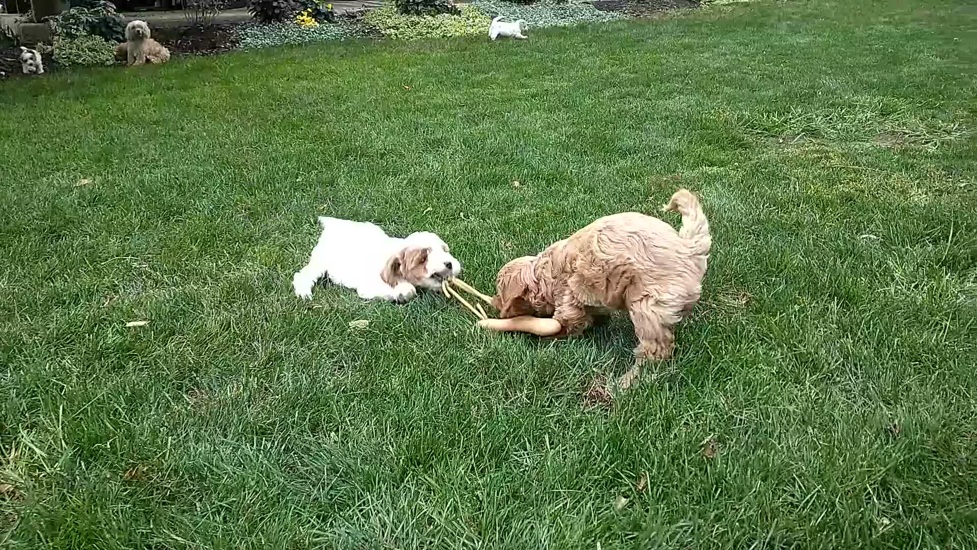 Shihpoo dogs for sale: Kenna - Video 1
