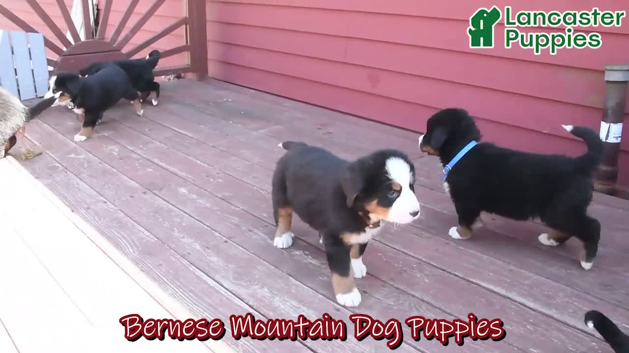 Bernese Mountain Dog dogs for sale: Jet - Video 1