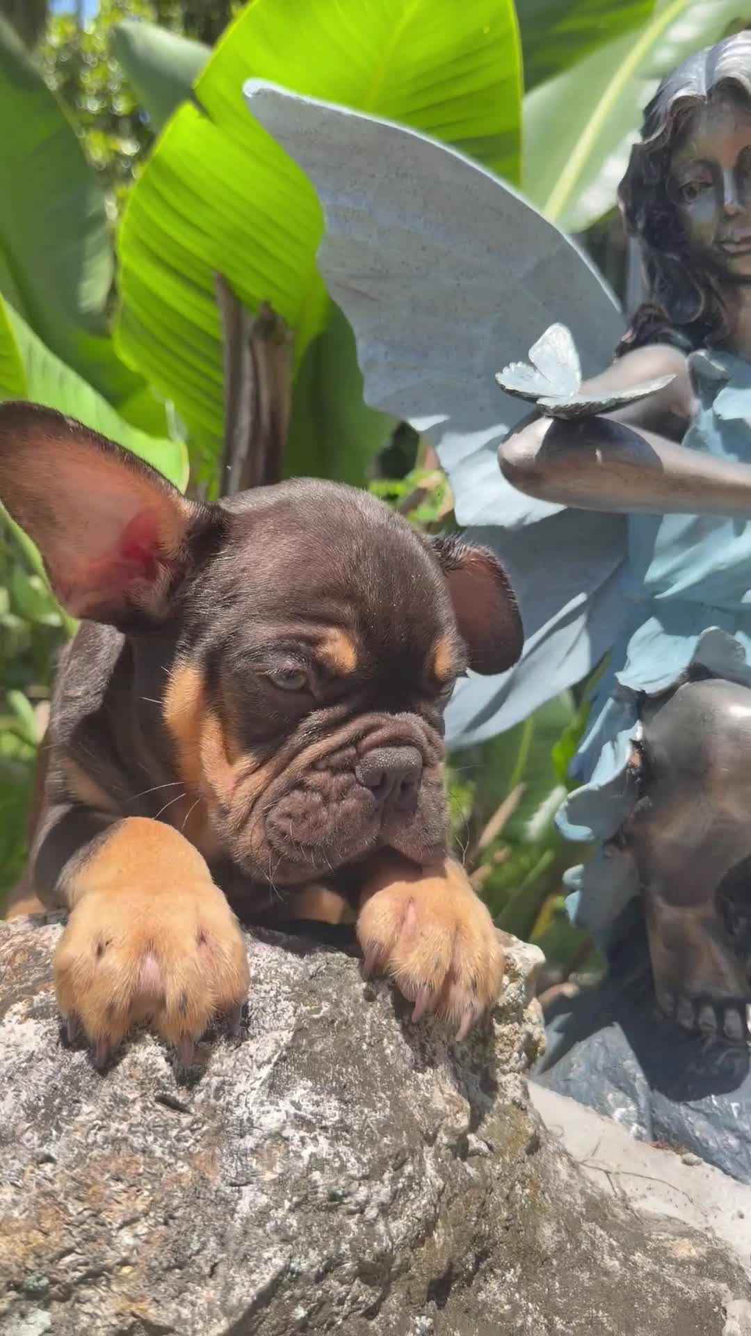 French Bulldog dogs for sale: Gunner Chocolate Tri  - Video 1