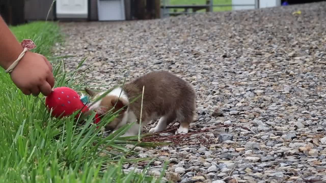 Welsh Corgi Pembroke dogs for sale: Pepper - Video 2