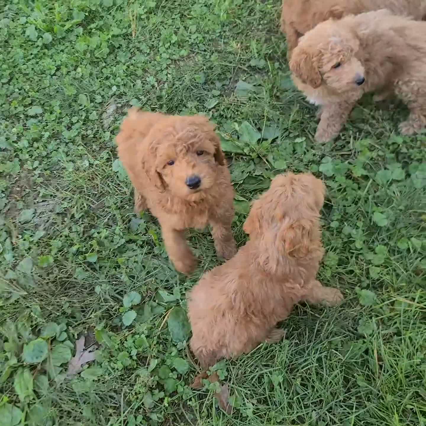 Mini Goldendoodle dogs for sale: Sheila F1B - Video 1