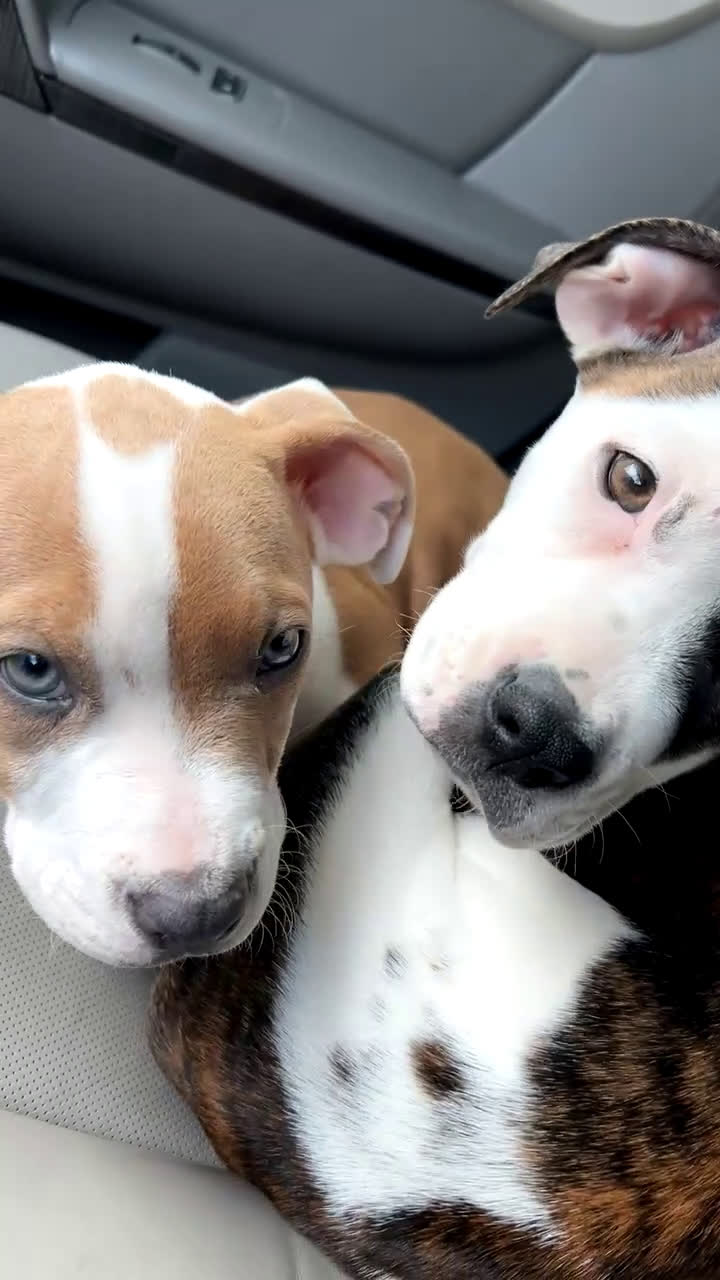 Mixed Breed dogs for sale: Mixed Breed Puppy 11 - Video 2