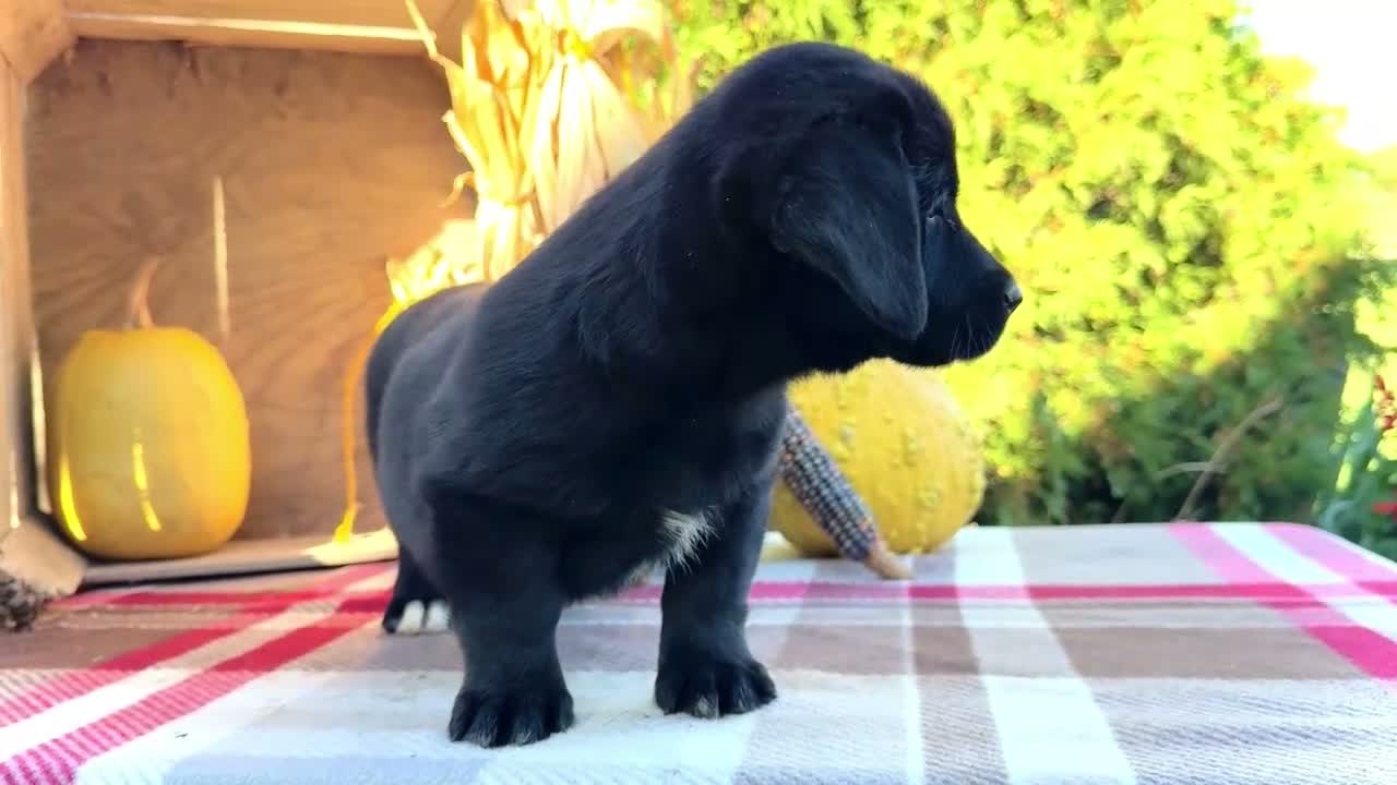 Mixed Breed dogs for sale: Riley Golden Corgi - Video 1