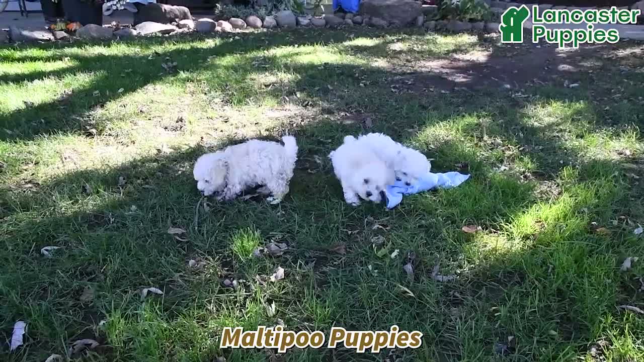 Maltipoo dogs for sale: Curly - Video 1
