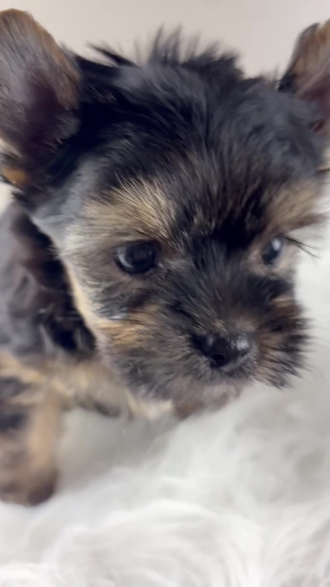 Yorkshire Terrier dogs for sale: Axel - Video 2