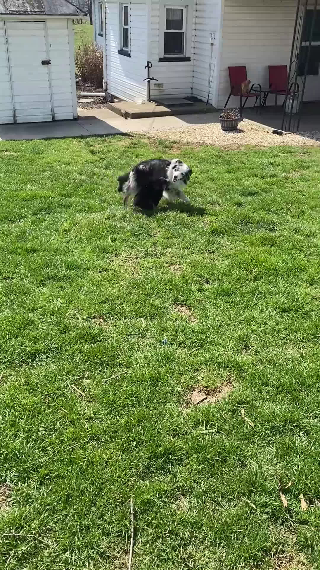 Mixed Breed dogs for sale: Jackson - Video 2