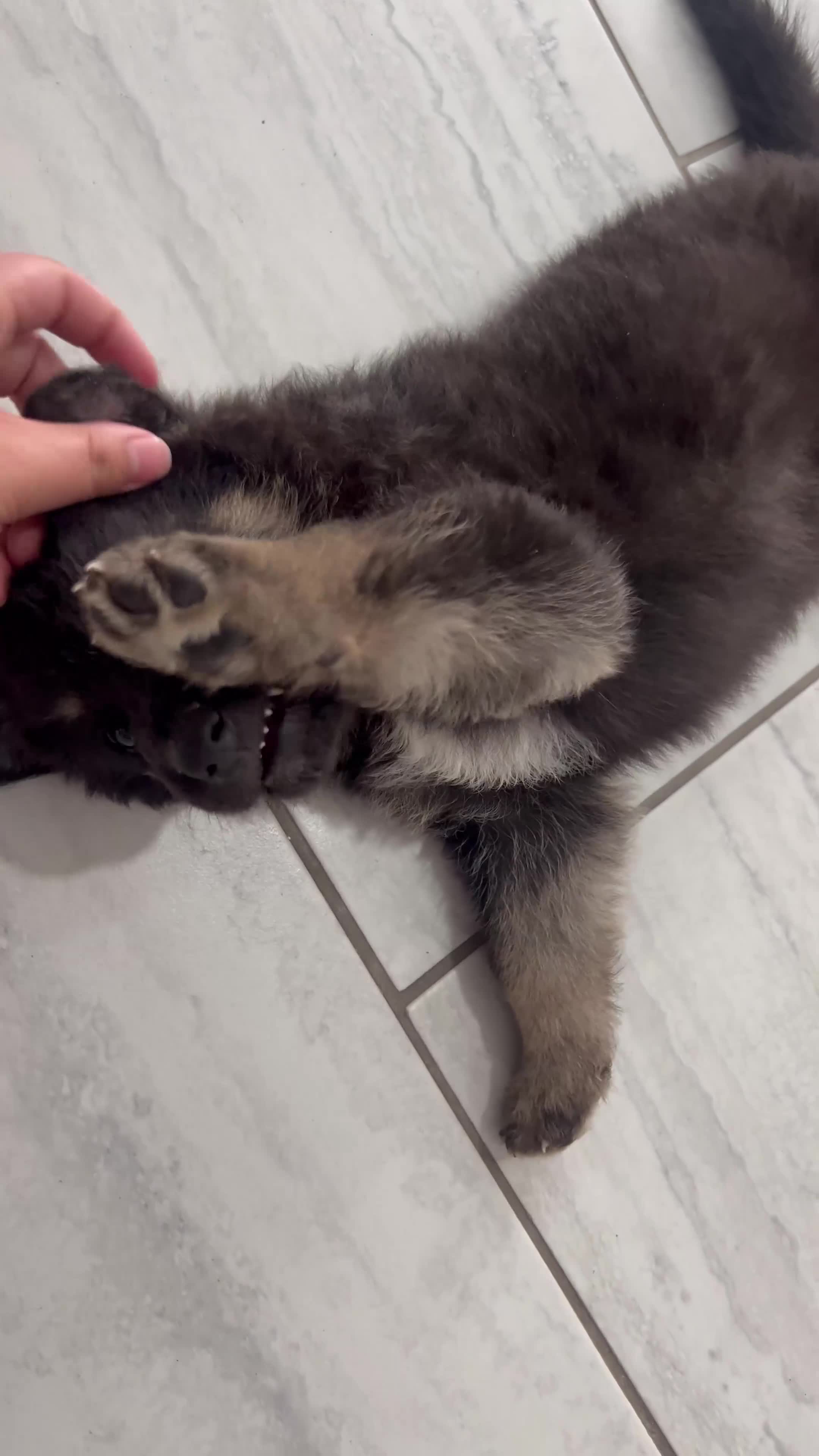 German Shepherd dogs for sale: Bear - Video 1