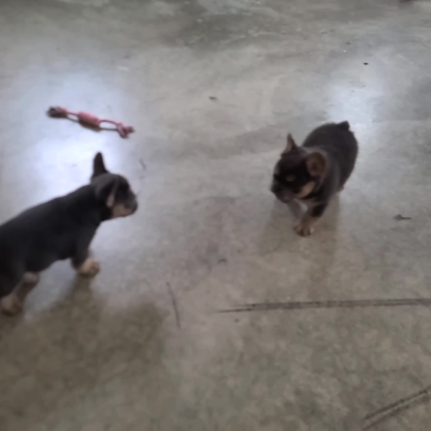 French Bulldog dogs for sale: Tate - Video 1