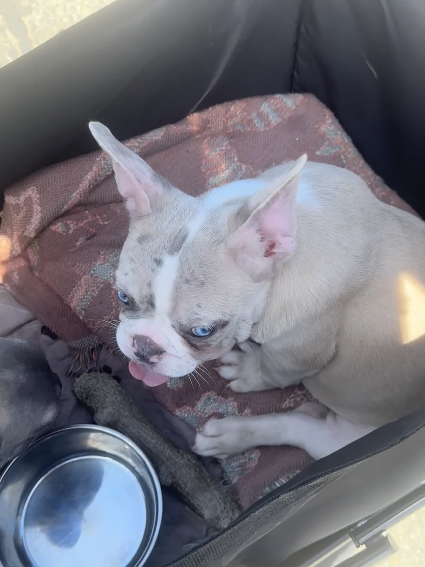 French Bulldog dogs for sale: Coco - Video 1