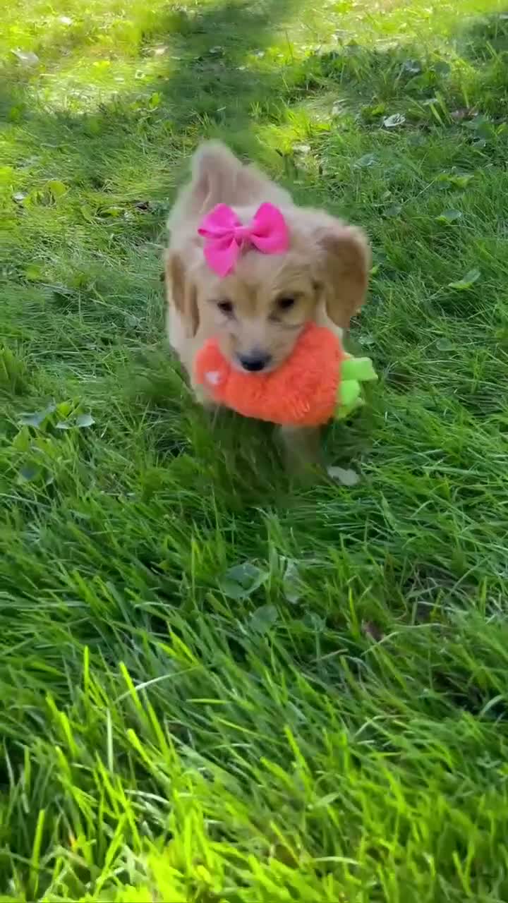 Mini Goldendoodle dogs for sale: Dolly 🎀 - Video 1