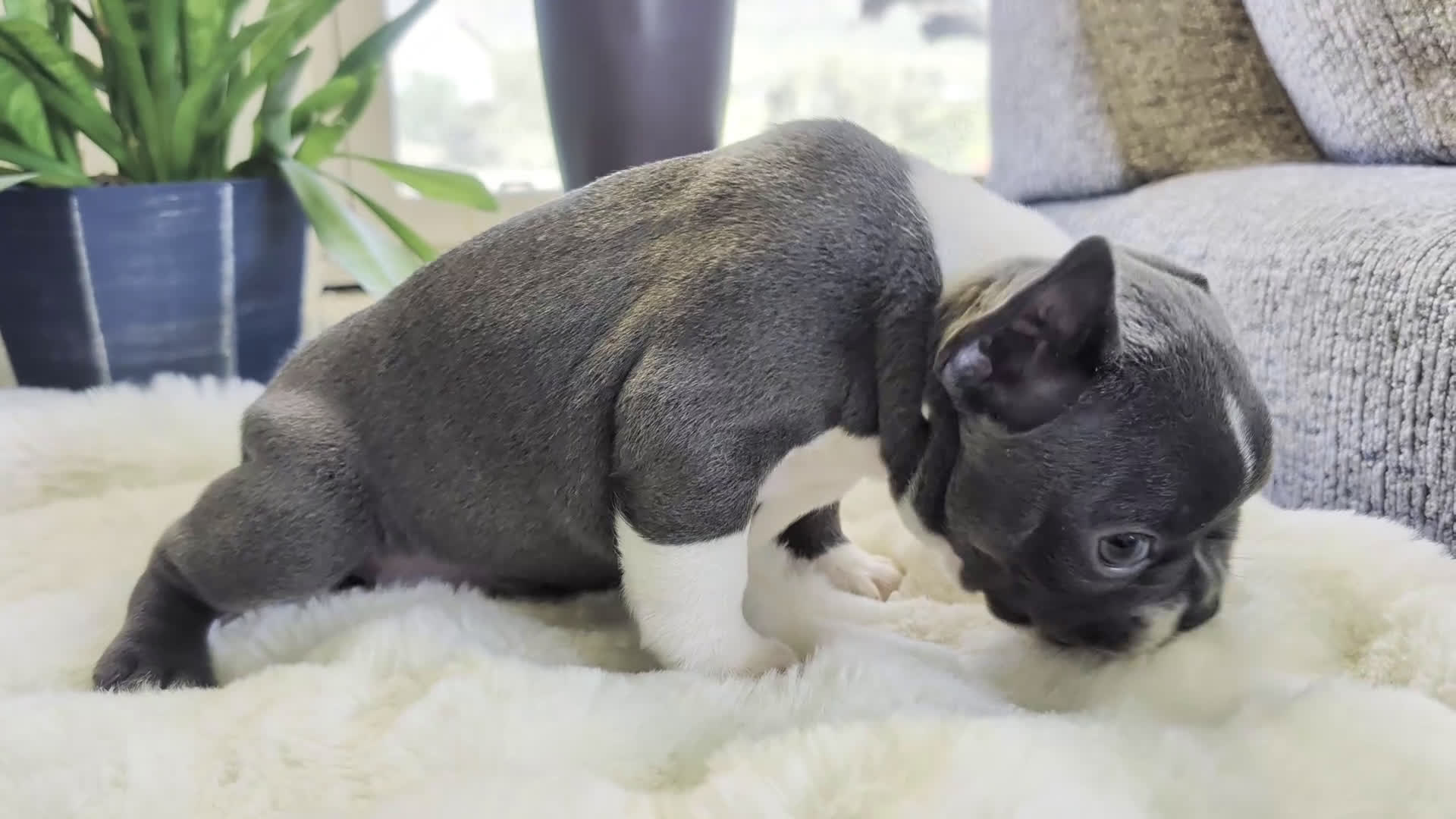 Frenchton dogs for sale: Clover - Video 1