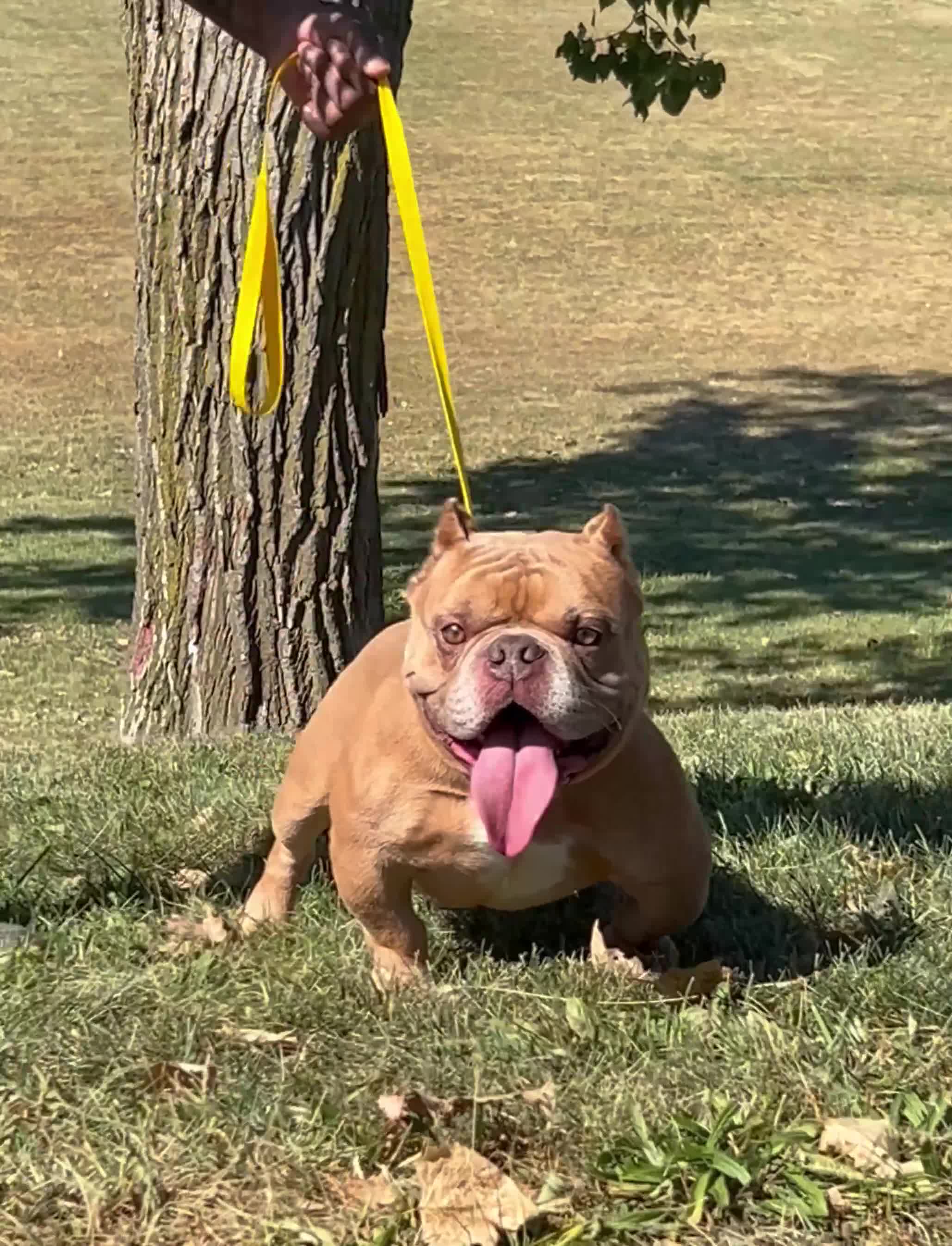 American Bully dogs for sale: Krillin - Video 1