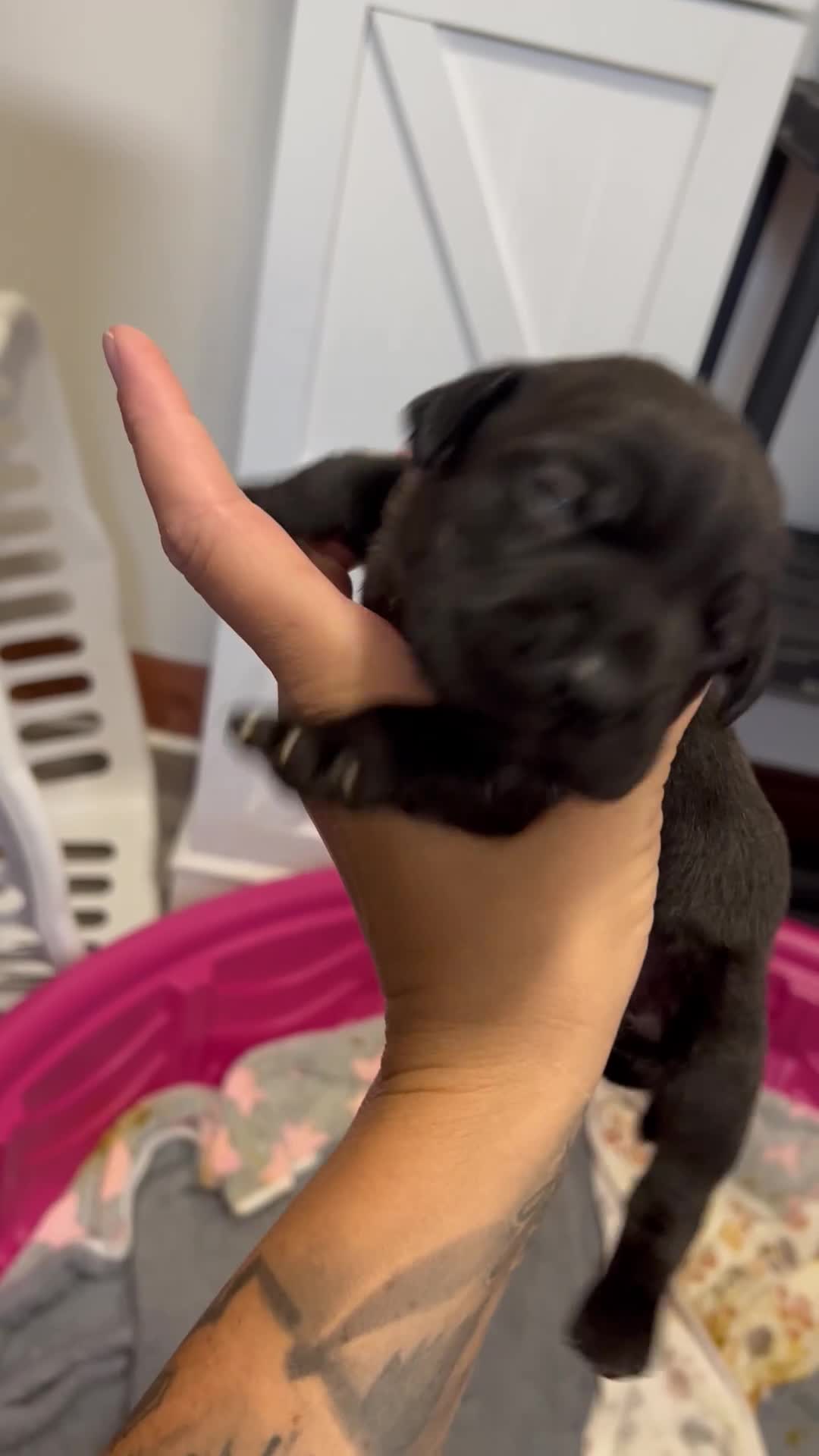 Cane Corso dogs for sale: Cane Corso 3 - Video 1