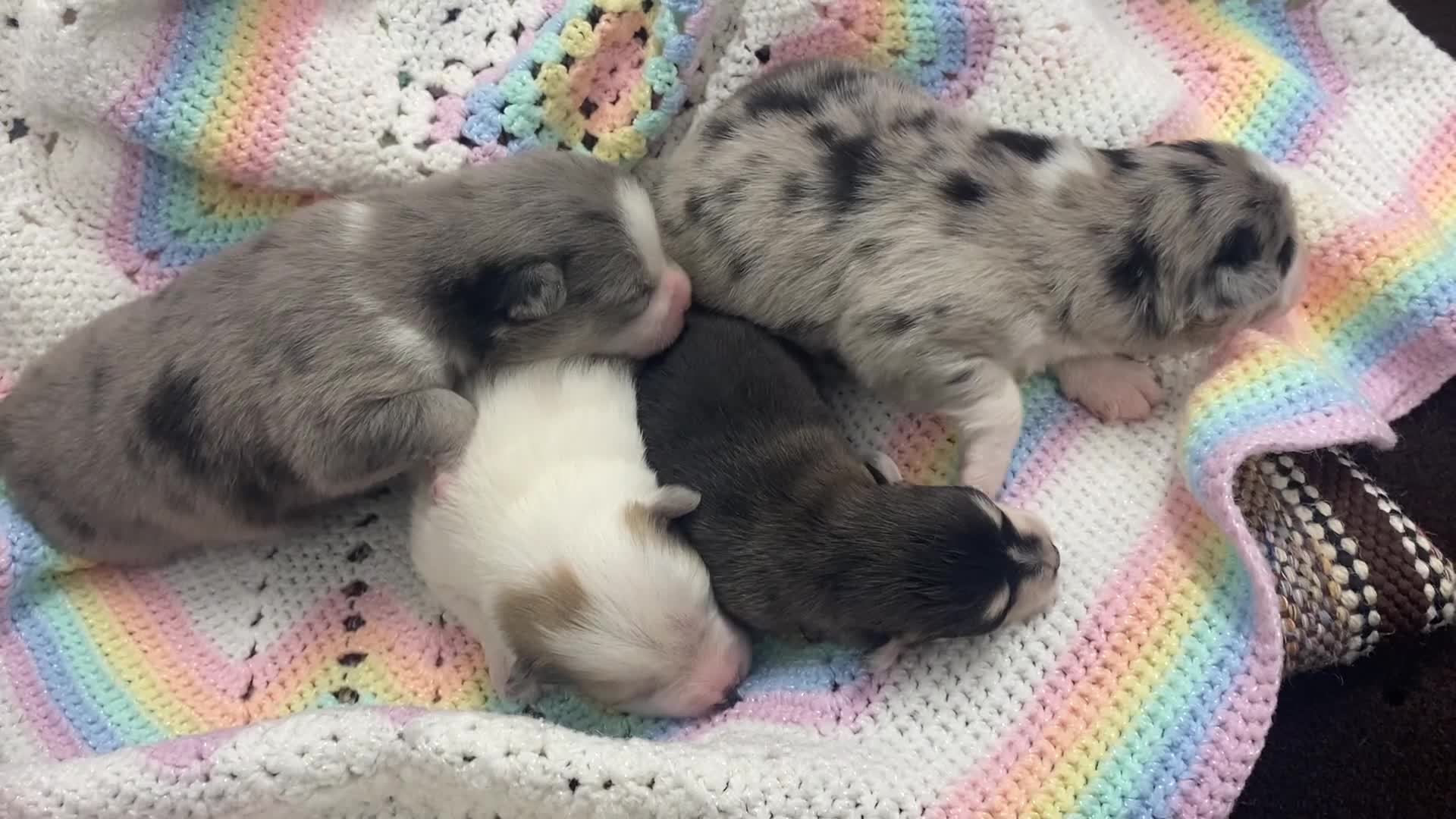 Pomsky dogs for sale: Jack  - Video 2