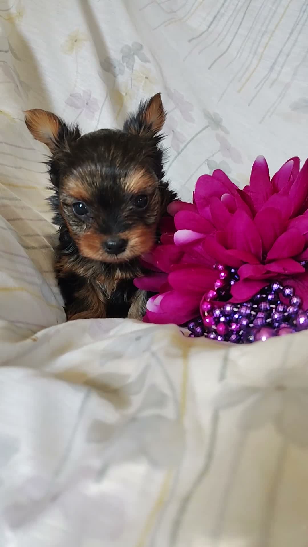 Yorkshire Terrier dogs for sale: Anna - Video 1