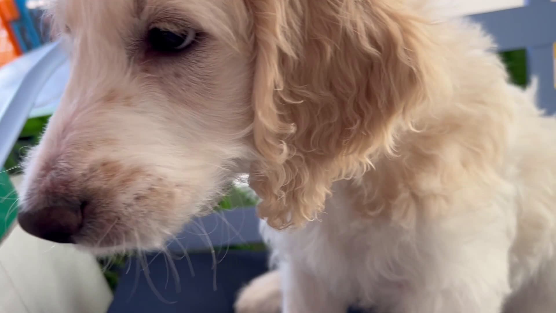 Goldendoodle dogs for sale: Pinkie Princess - Video 1