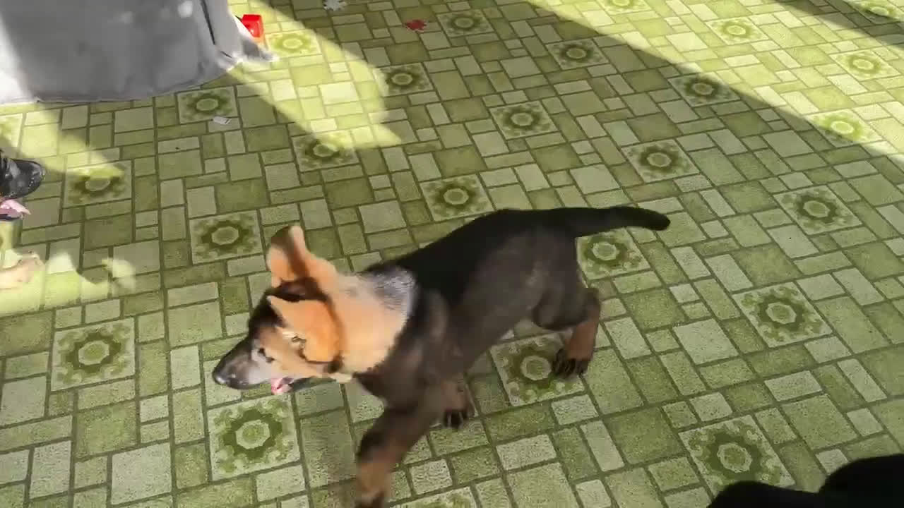 German Shepherd dogs for sale: Tucker the German Shepherd Puppy - Video 1