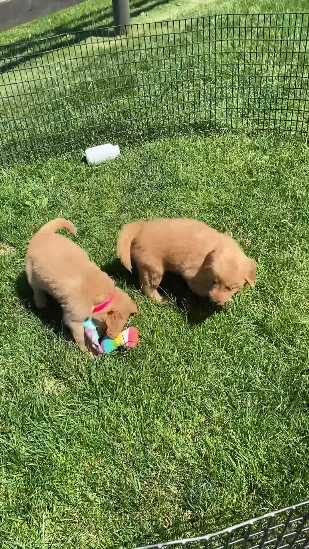 Golden Retriever dogs for sale: Golden Retriever Nola  - Video 2