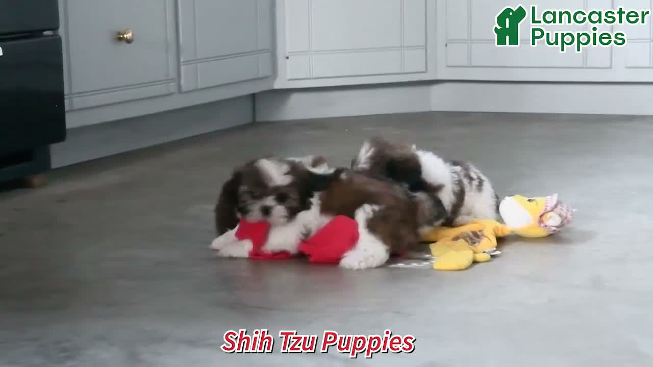 Shih Tzu dogs for sale: Kaleb - Video 1