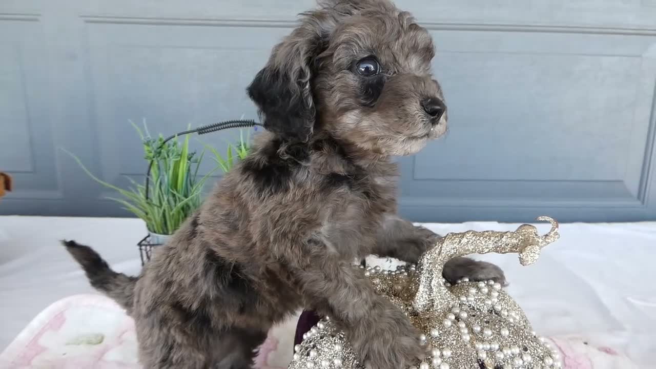 Toy Poodle dogs for sale: Toy Poodle 4 Cloe - Video 1