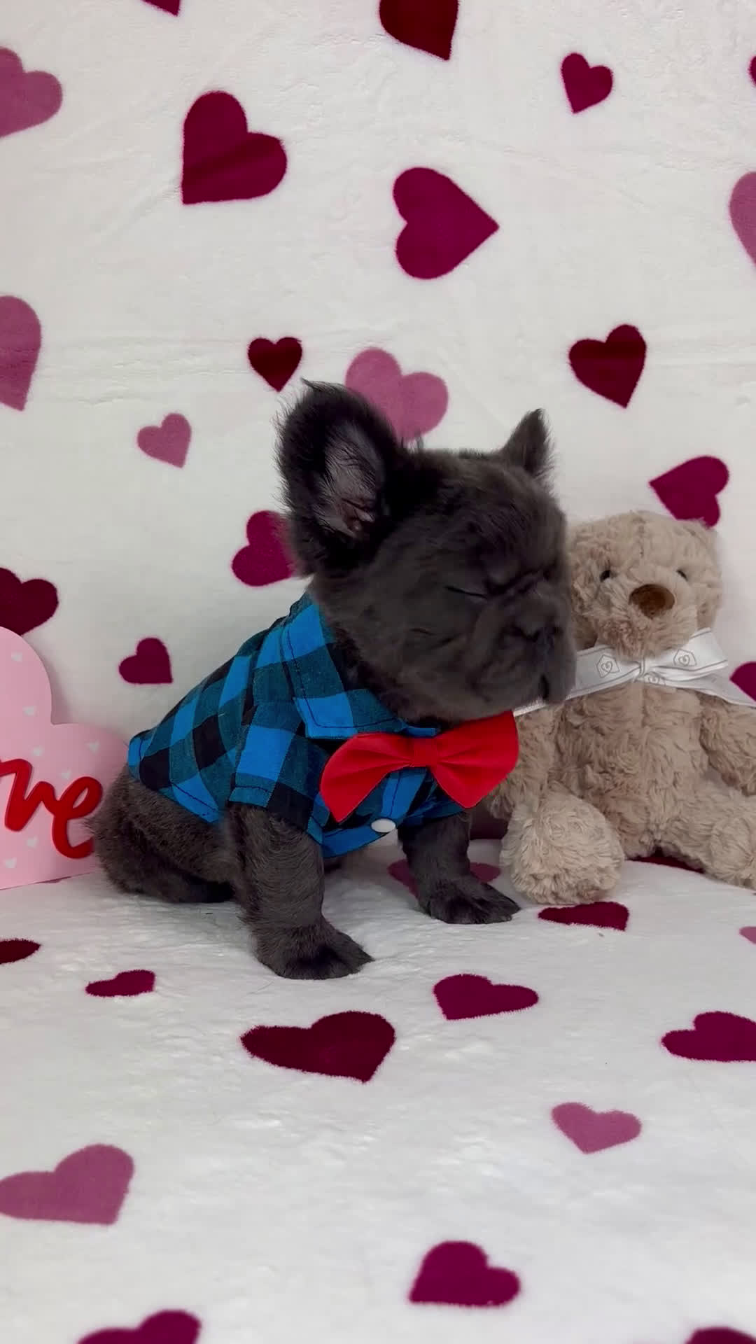 French Bulldog dogs for sale: Sonny - Video 1