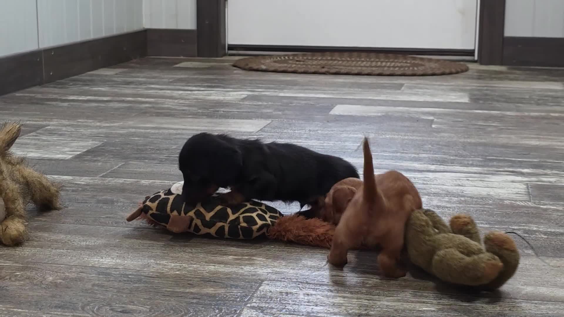 Miniature Dachshund dogs for sale: Jasper - Video 1