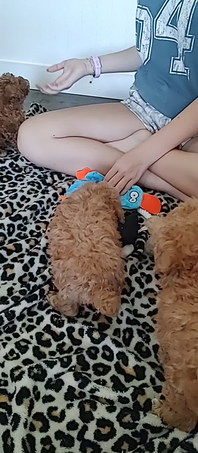 Toy Poodle dogs for sale: Chico - Video 2