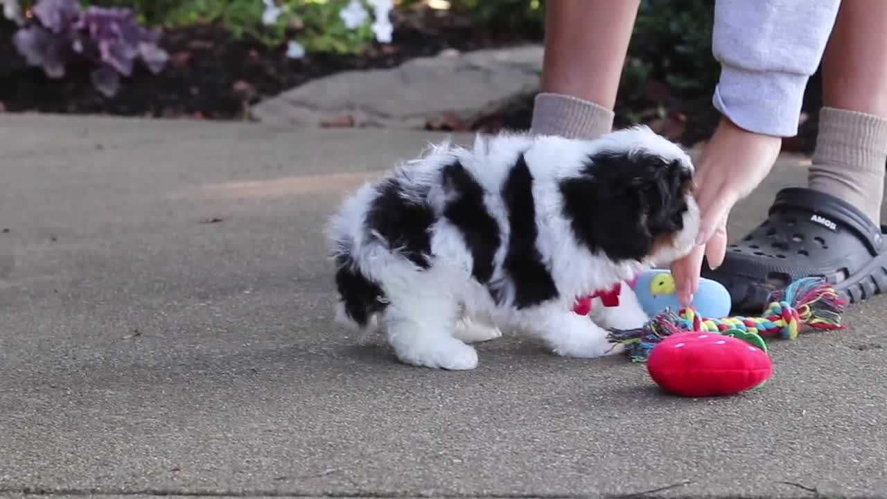 Cavapoo dogs for sale: Leo - Video 1