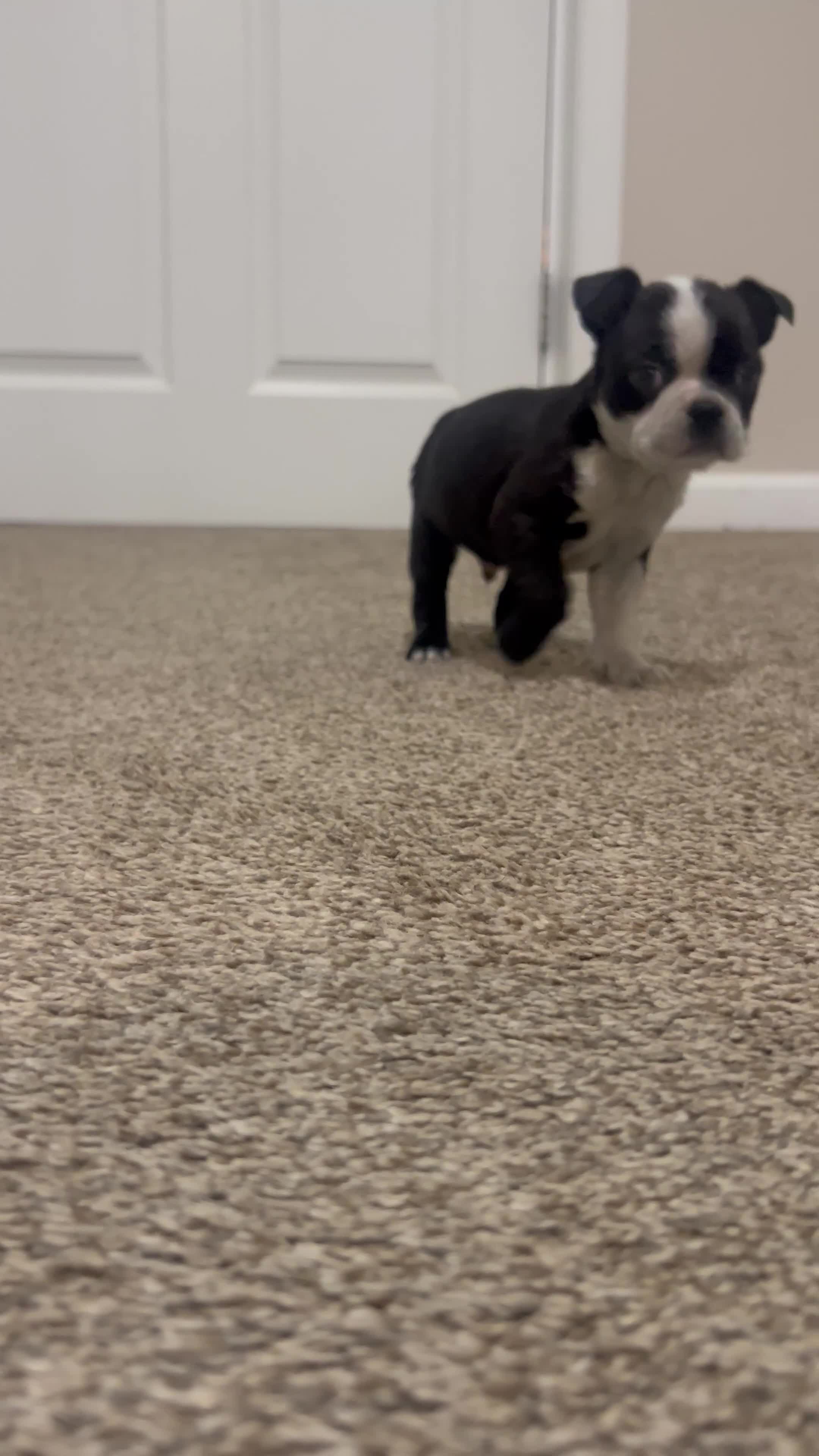 Boston Terrier dogs for sale: Ricky - Video 2