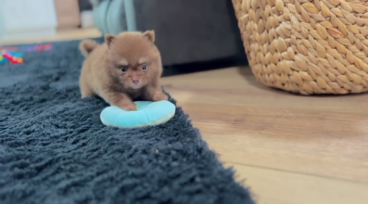 Pomeranian dogs for sale: Shadow - Video 1