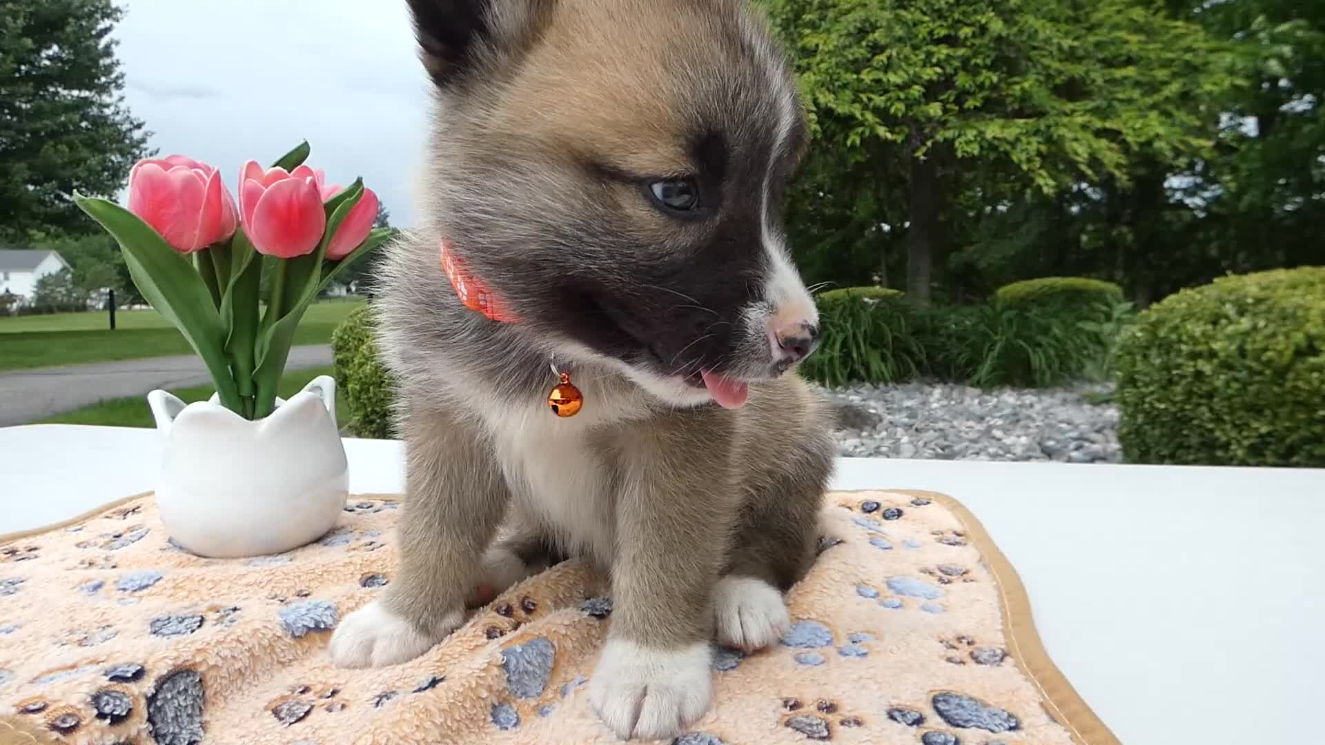 Welsh Corgi Pembroke dogs for sale: Puppy 4 Teddy - Video 1