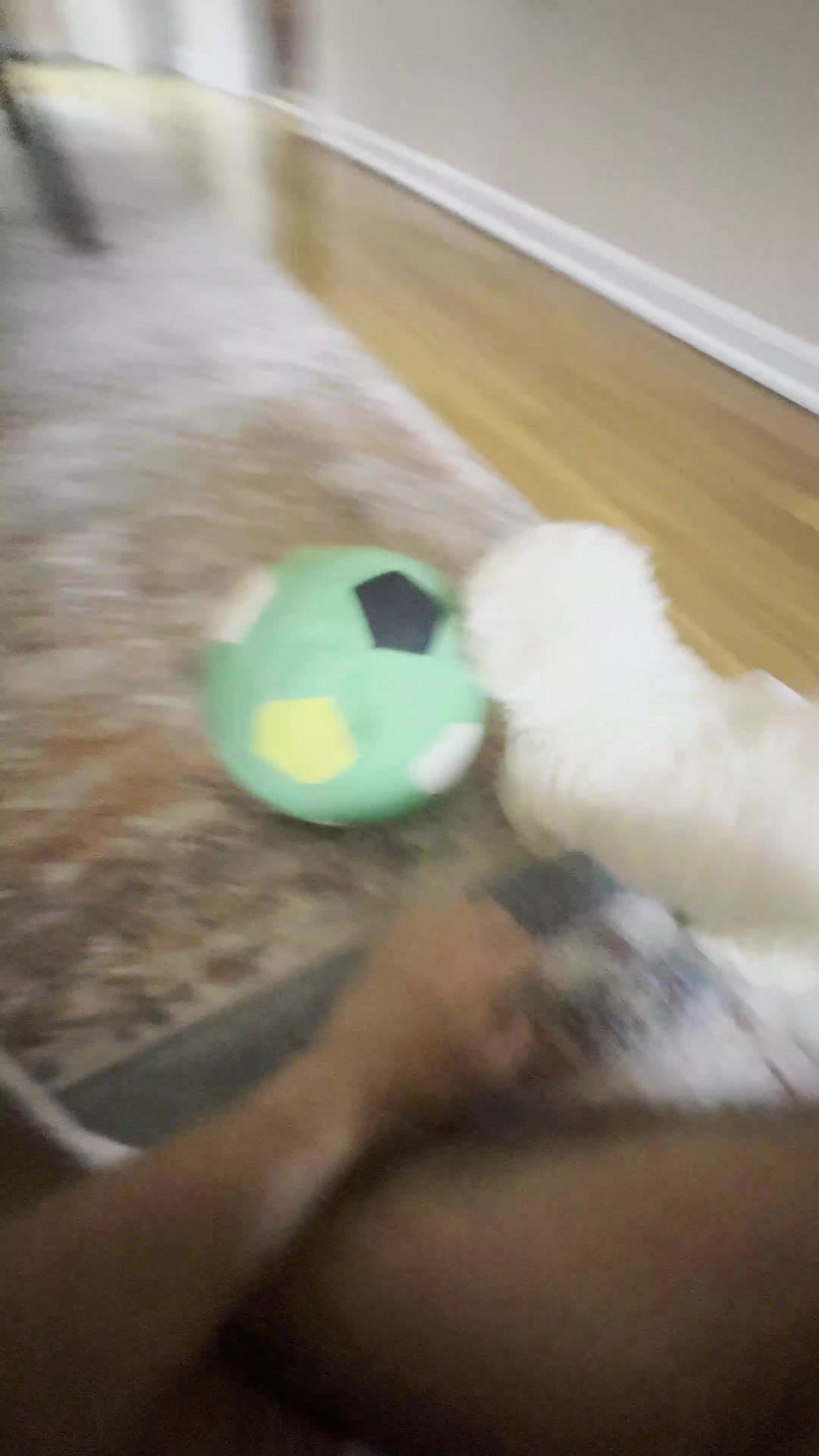 Bichpoo dogs for sale: Bichpoo - Video 1