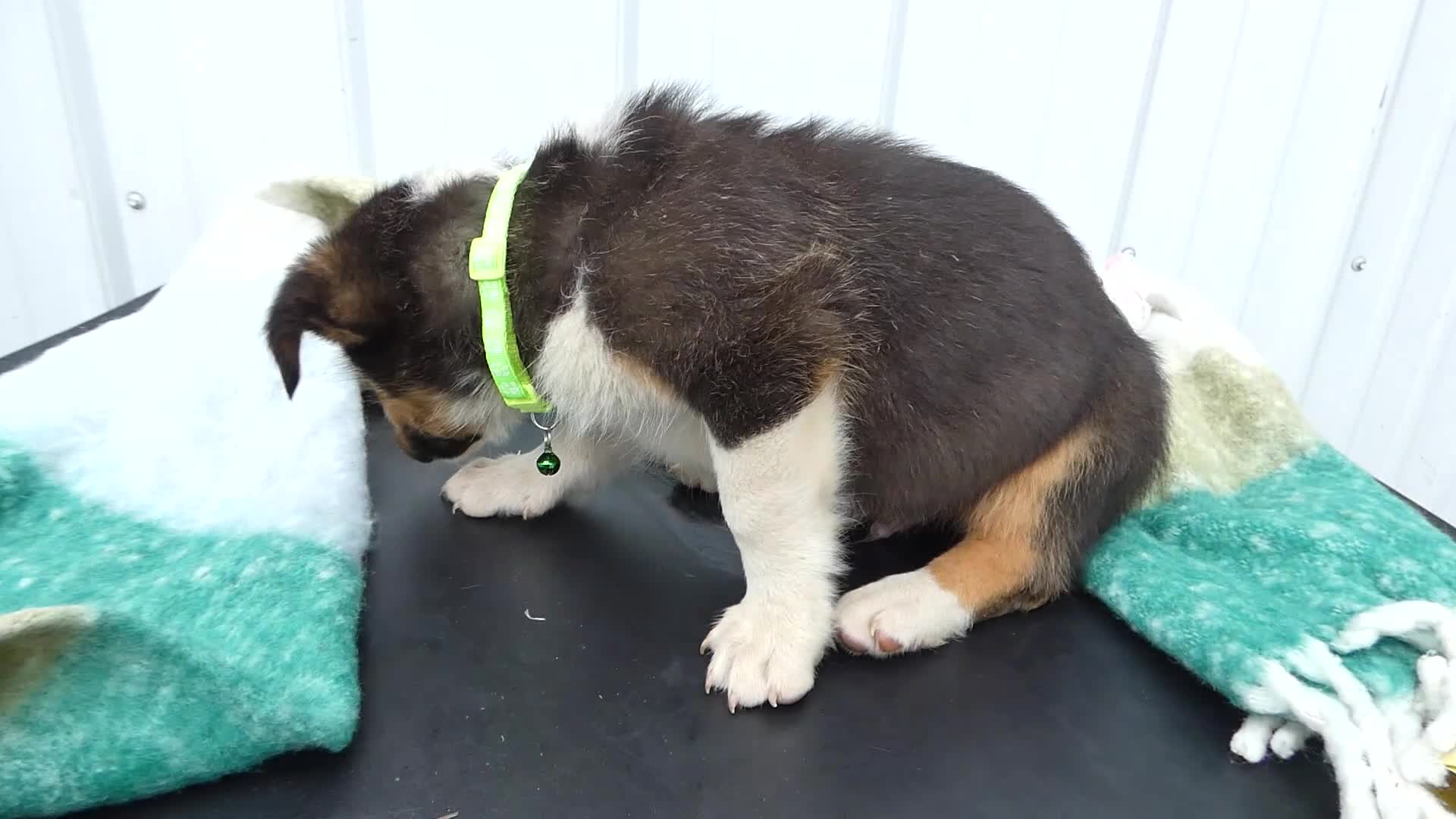 Border Collie dogs for sale: Border Collie Puppy 1 - Video 1