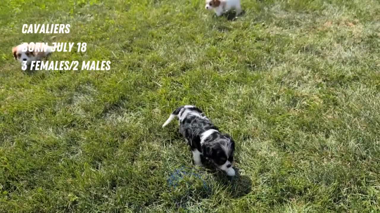 Cavalier King Charles Spaniel dogs for sale: Lady - Video 2