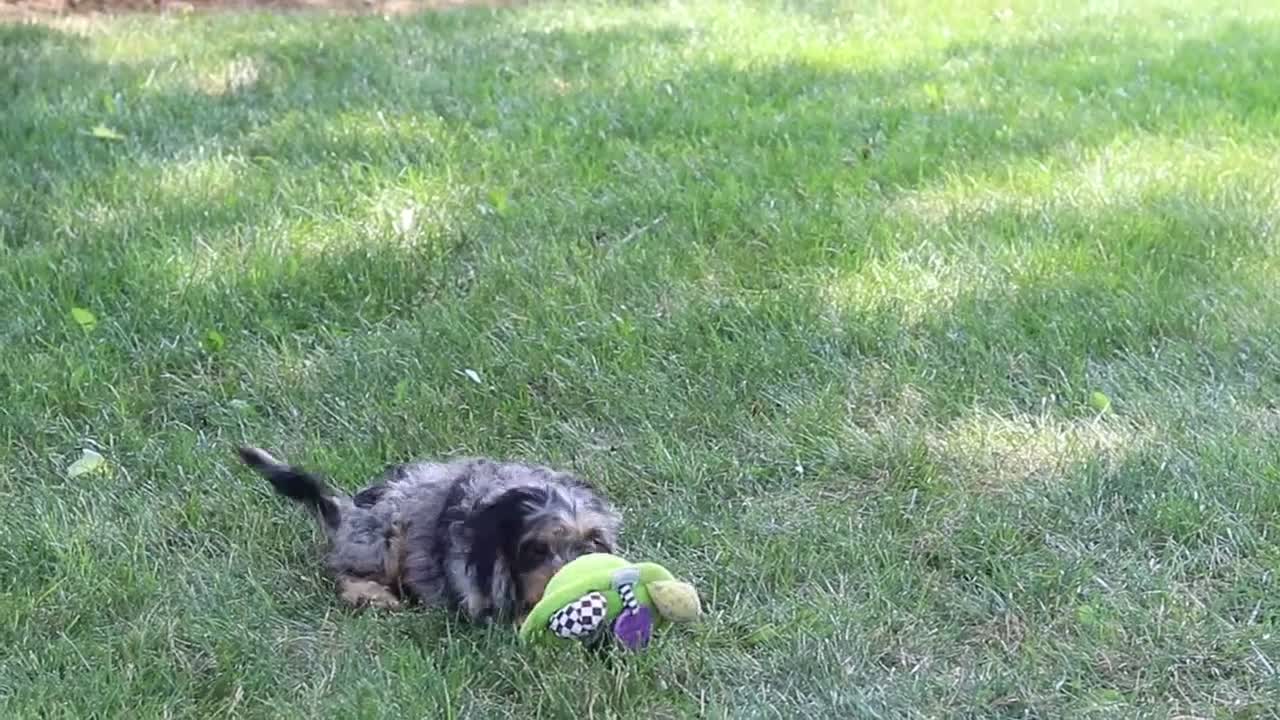 Cavapoo dogs for sale: Roxy - Video 1