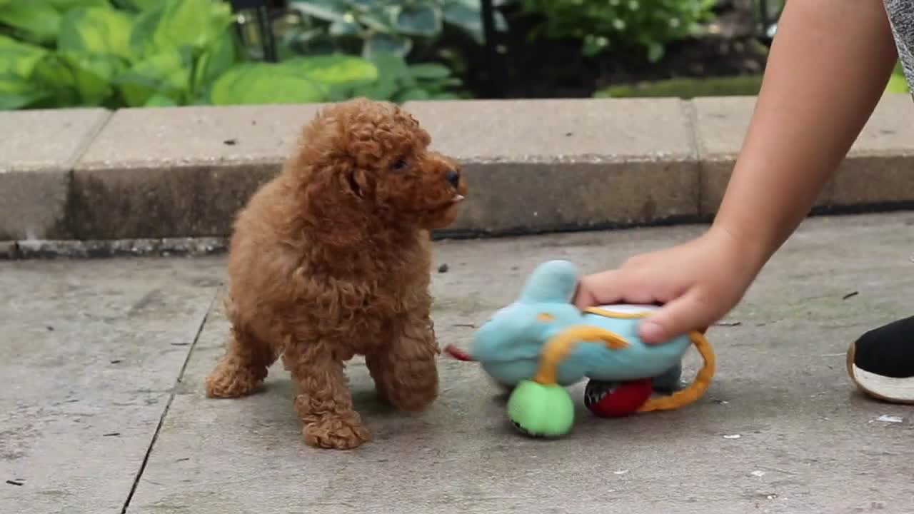 Miniature Poodle dogs for sale: Everest - Video 3