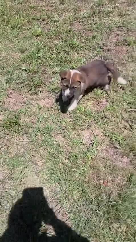 Akita dogs for sale: Leo  - Video 2