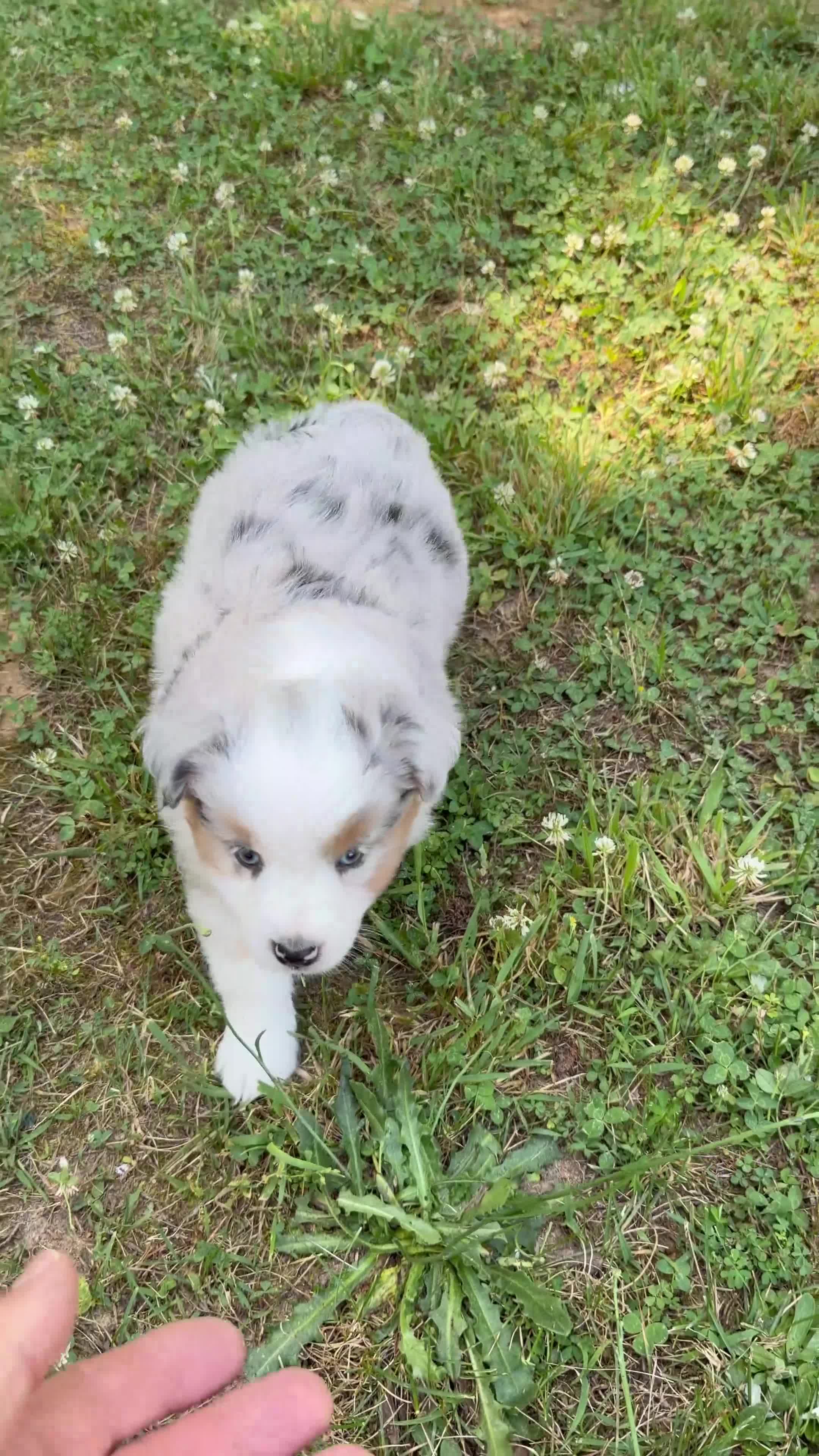 Miniature Australian Shepherd dogs for sale: Princess - Video 2