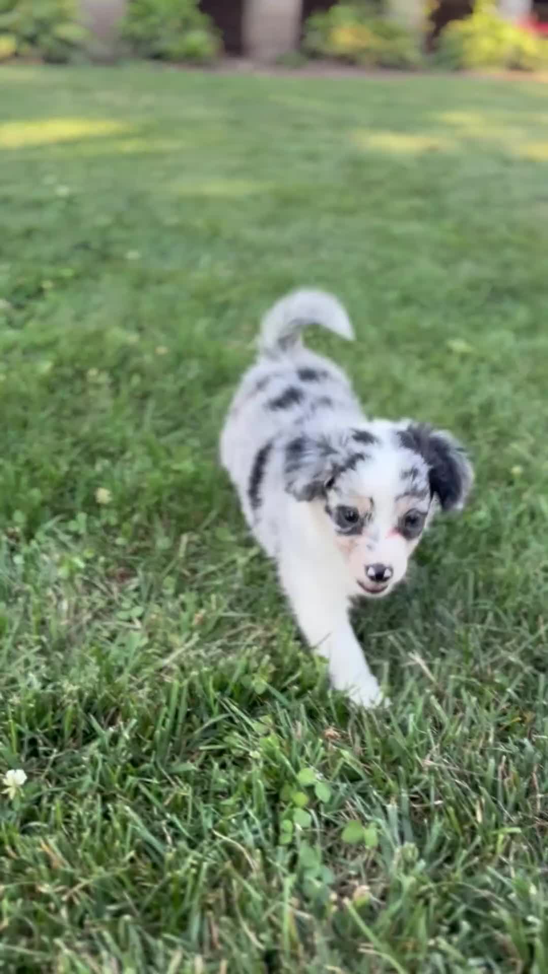 Mini Aussiedoodle dogs for sale: Cash - Video 1