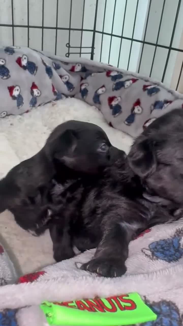 Yorkiepoo dogs for sale: Missy - Video 1