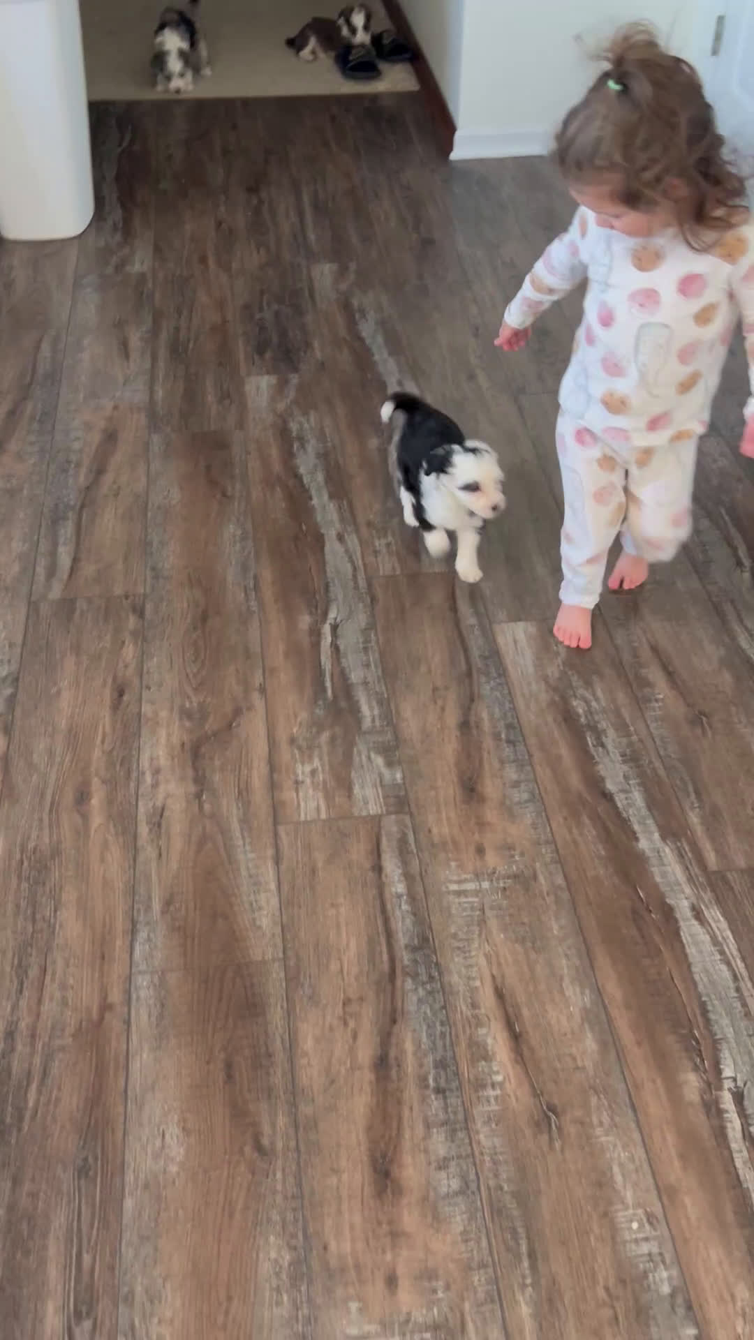 Mixed Breed dogs for sale: Scout - Video 2