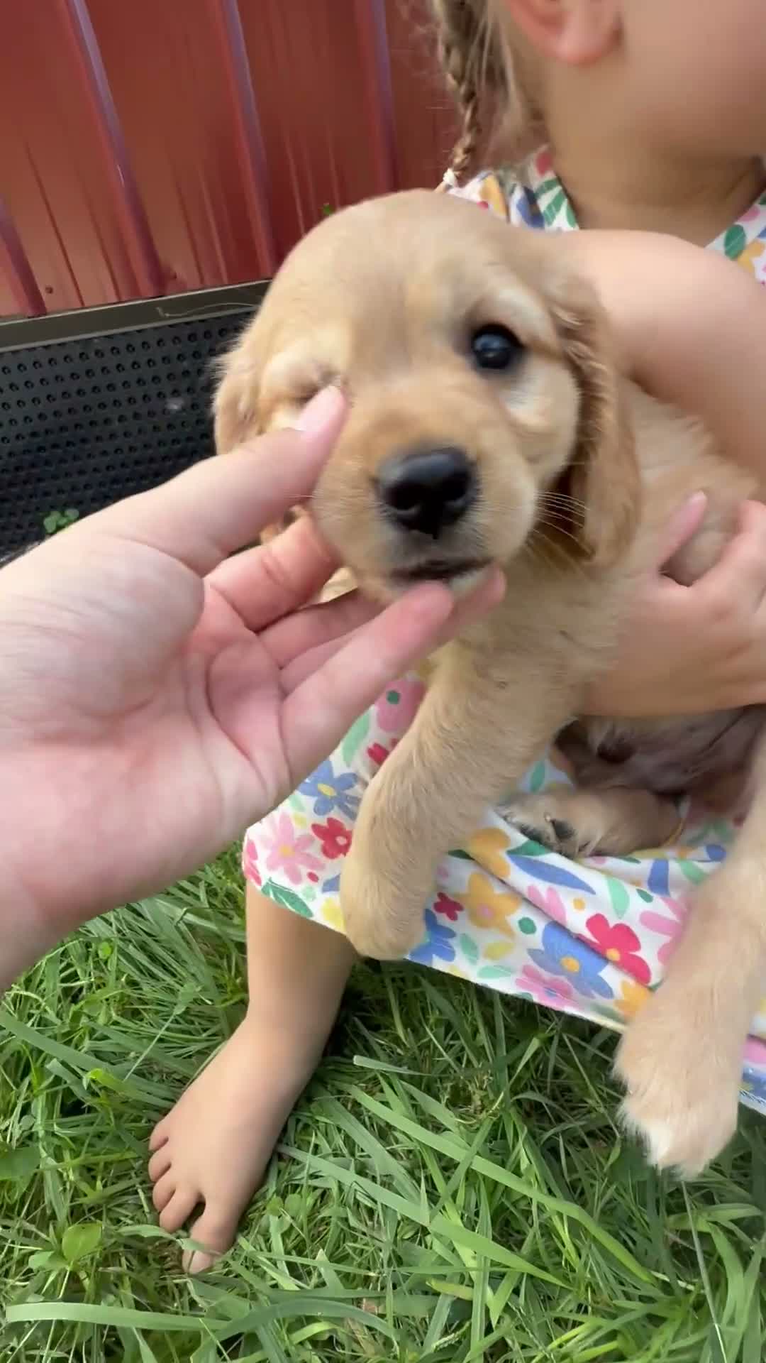 Miniature Golden Retriever dogs for sale: Gage - Video 1