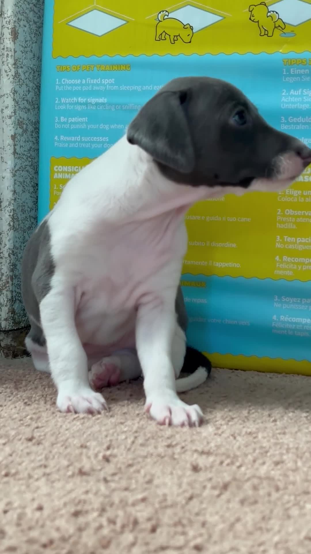 Italian Greyhound dogs for sale: Italian Greyhound 2 - Video 3