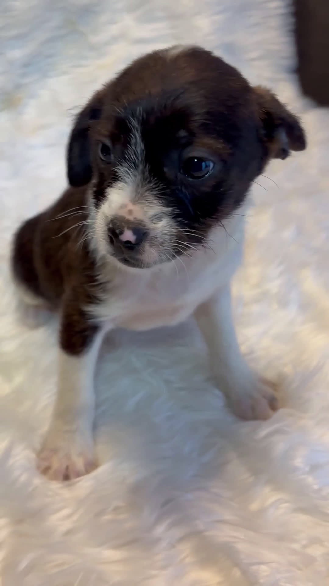Mixed Breed dogs for sale: Mixed Breed Puppy 2 - Video 1