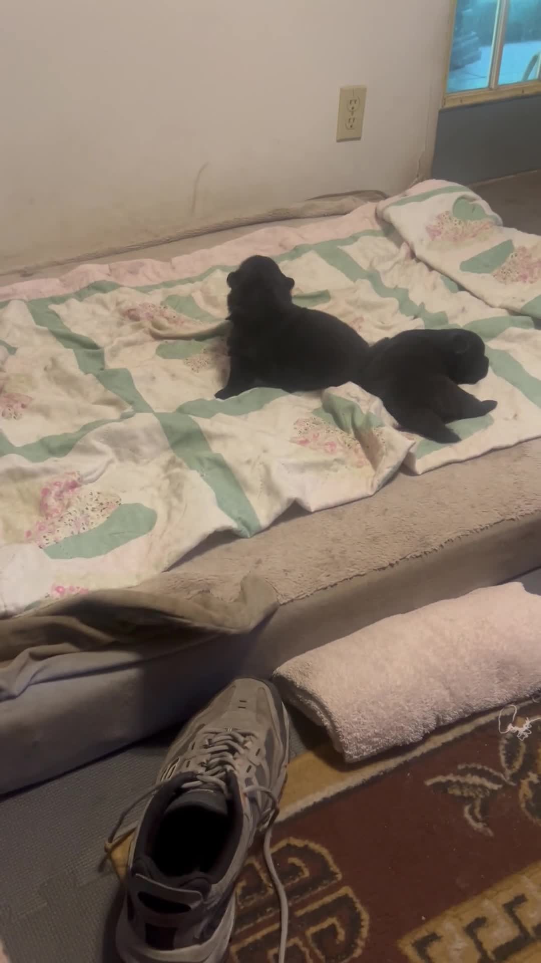 Chow Chow dogs for sale: #4 Ready for her new home 07/21/2026 new video too - Video 2