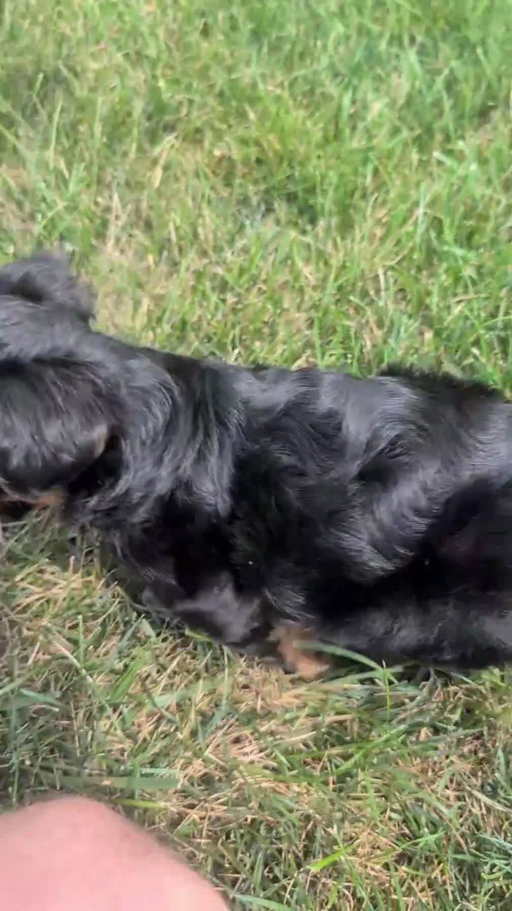 Yorkiepoo dogs for sale: Ziggy - Video 1